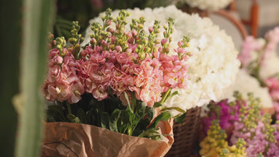 Oh Pretty Brand Video